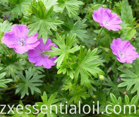 Geranium oil 